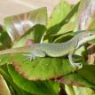 Anole on Bergenia