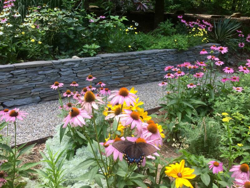 Coneflowers with swallowtail