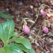 Ladyslippers