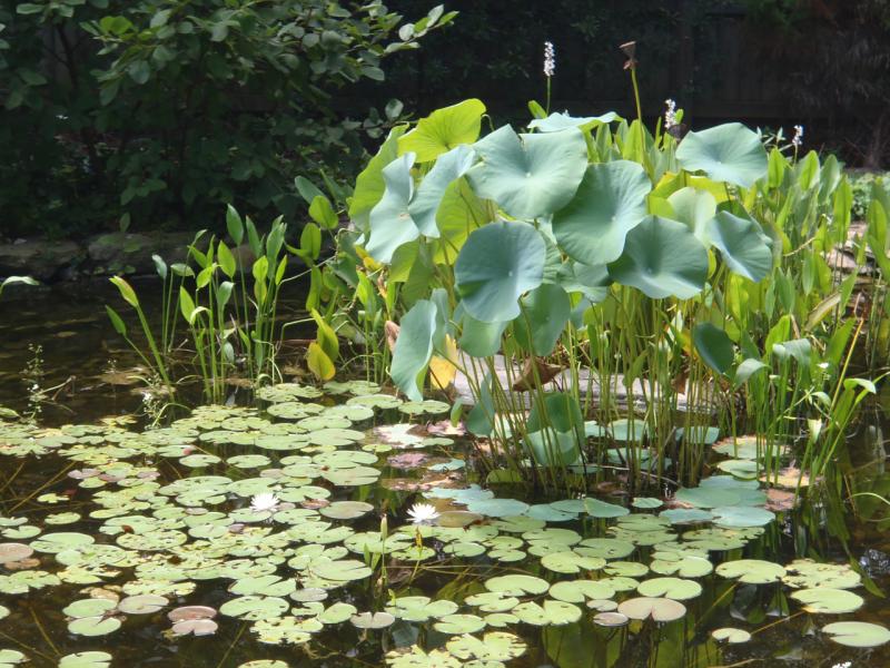 Native lotus and waterlilies