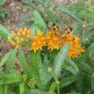 Pearl Crescent on Asclepias