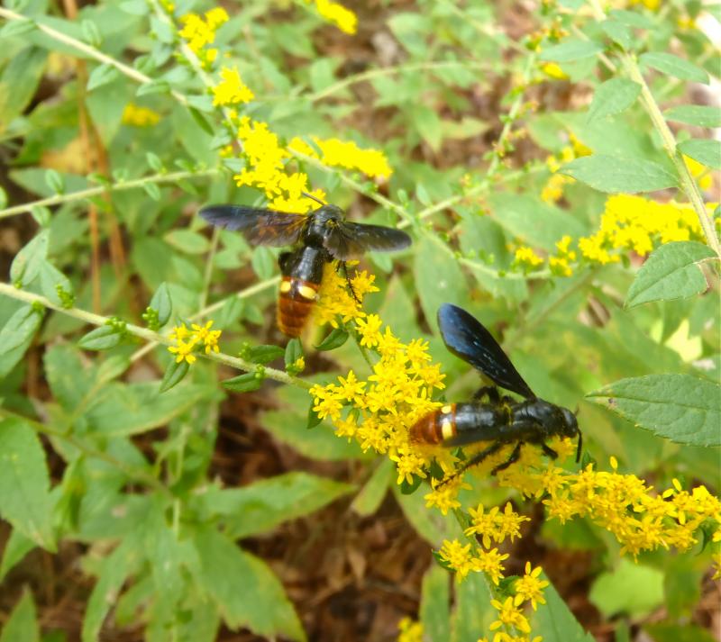 Scoliid Wasps on Fireworks goldenrod
