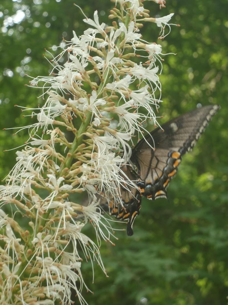 Swallowtail on Bottlebrush buckeye