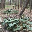 Trillium trail at Swiftbrook Gardens