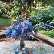 Hydrangea cut